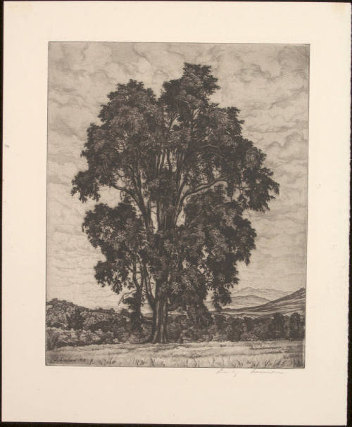 Elm on the Hill