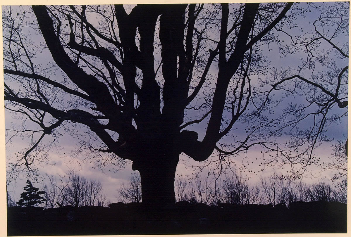 Sugar Maple