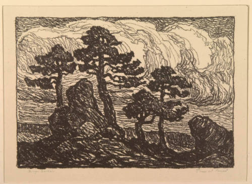 Pines at Sunset