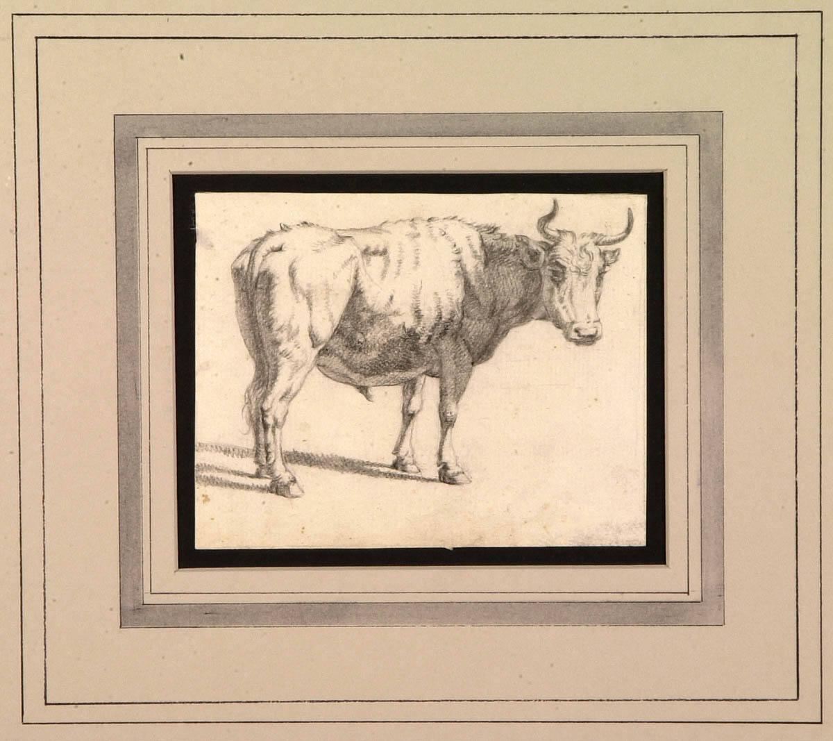 Side View of Steer