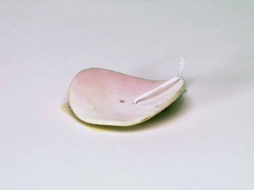 Shell Gorget