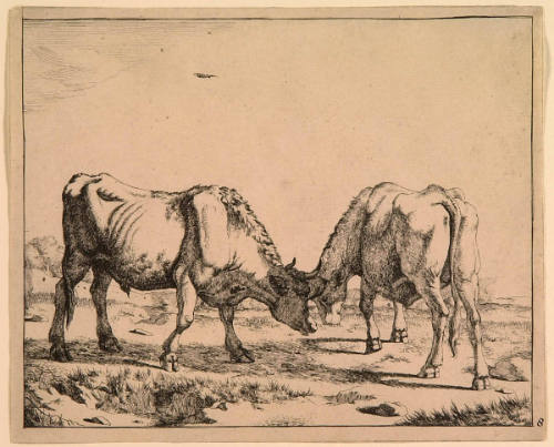 Two Bulls Locking Horns