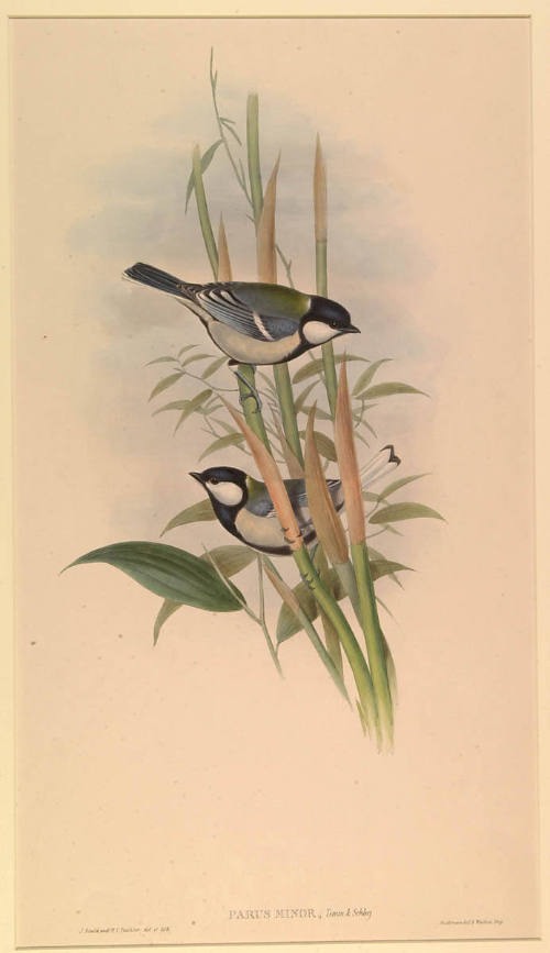 Parus Minor, Temm. and Schleg