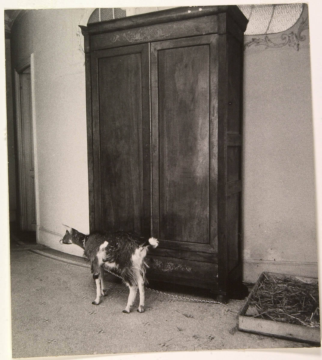 Picasso's Pet Nannygoat, Who Lives in The Second-floor Corridor