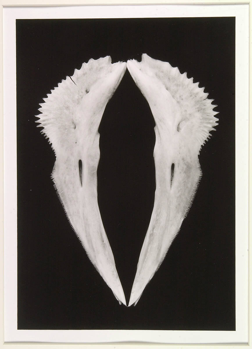 Collar (Red Snapper Bone)