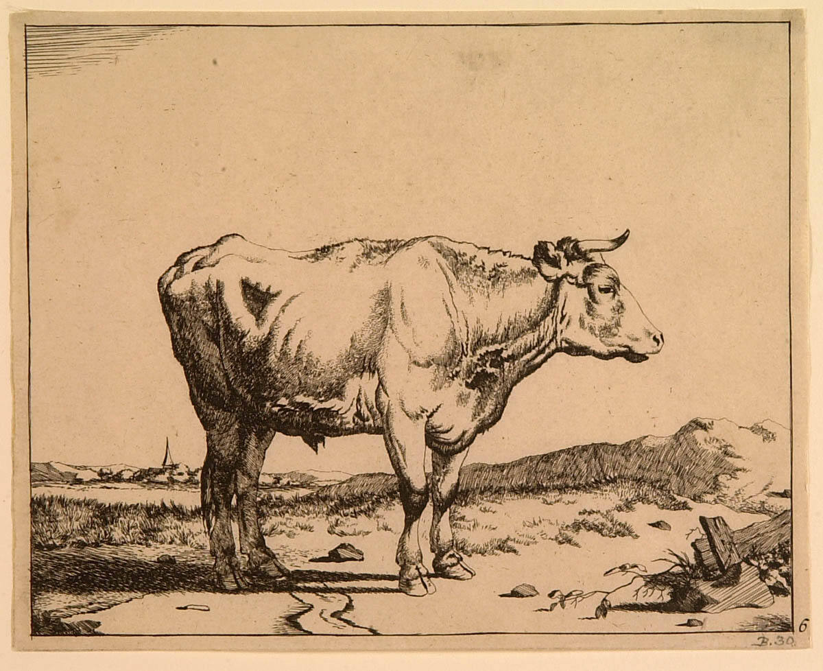 Standing Steer, Facing Right