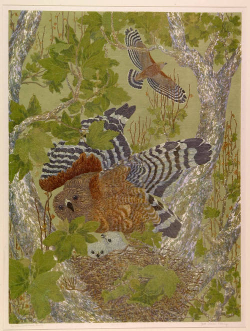 Red-Shouldered Hawk Family