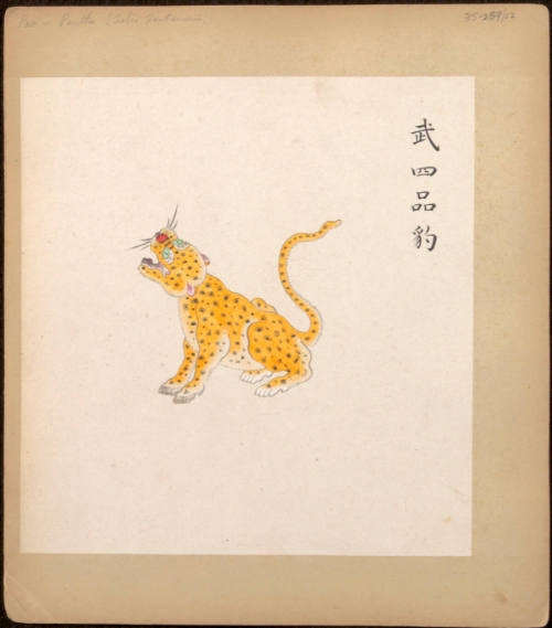 Drawing of a Leopard, from Illustrated Badges