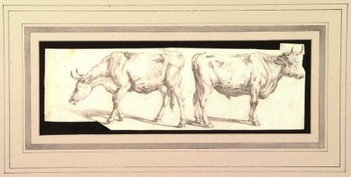 Cow and Steer