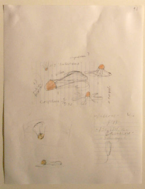 Notebook Page: Studies--"One Earheart"