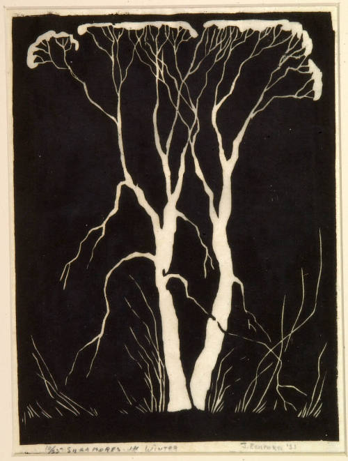 Sycamores in Winter