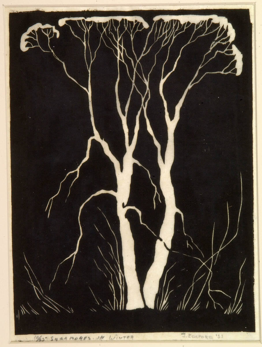 Sycamores in Winter