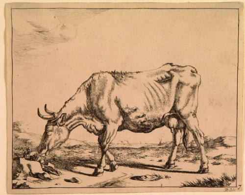 Nicolas Visscher