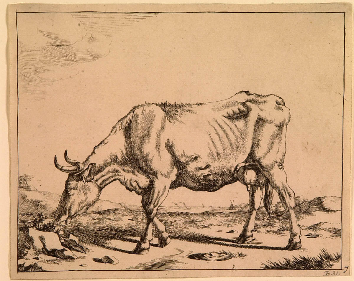Grazing Cow