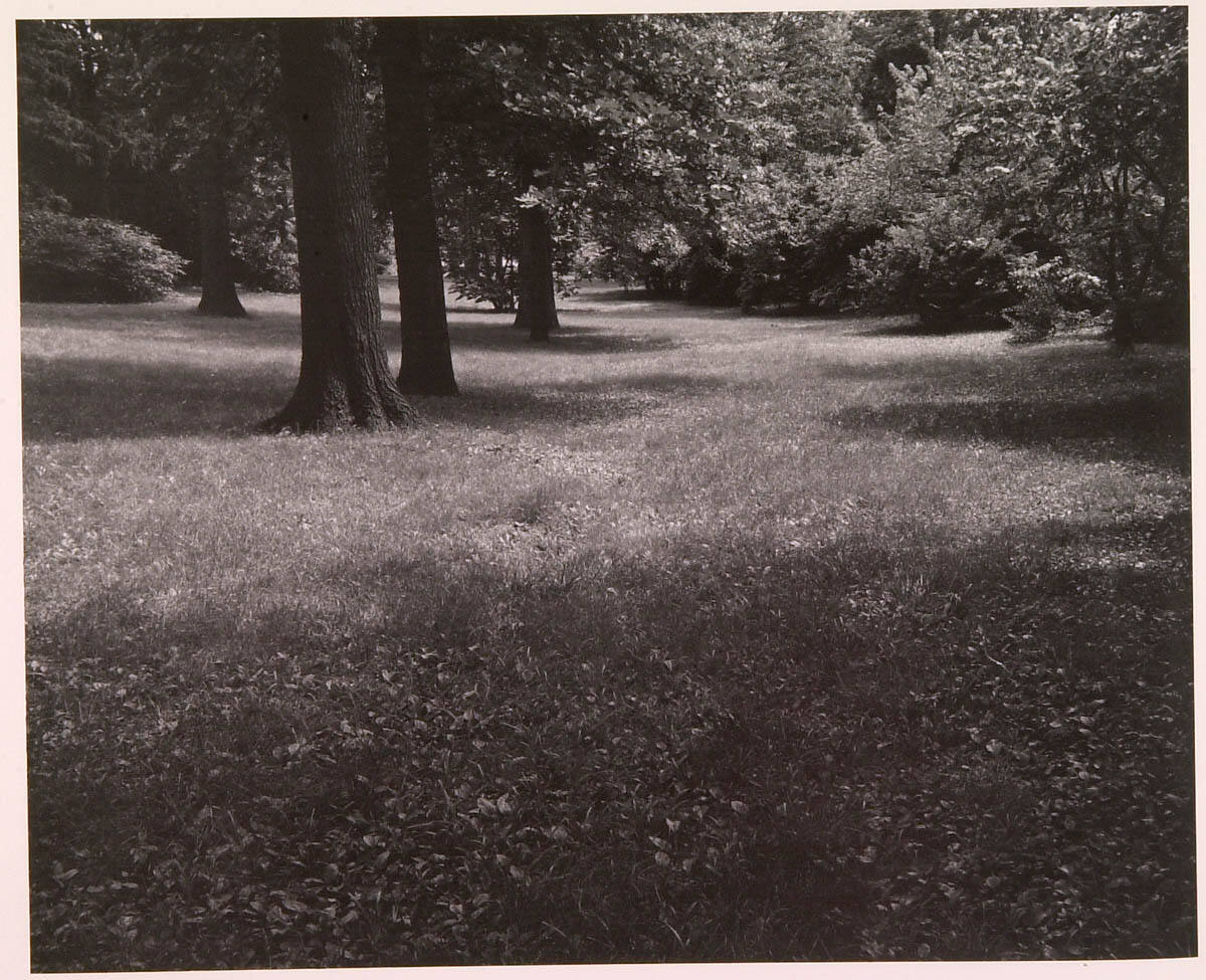 Trees in Meadow