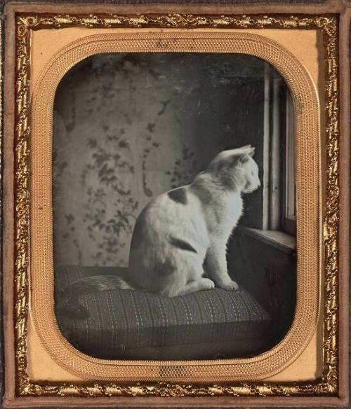 Cat by Window