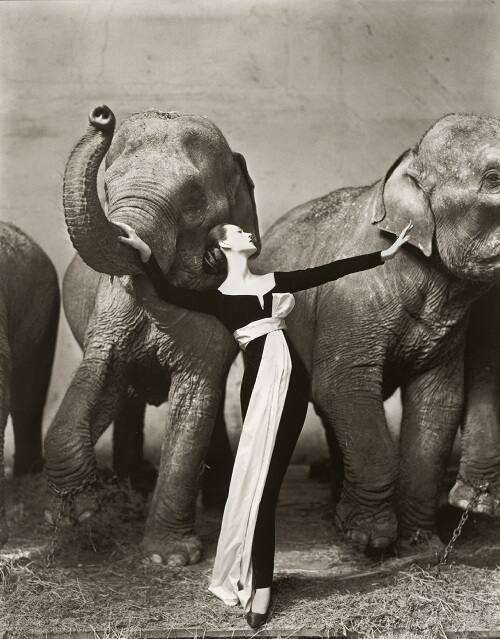 Dovima with Elephants, Evening Dress by Dior, Cirque d’Hiver, Paris, August 1955
