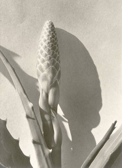 Aloe Bud