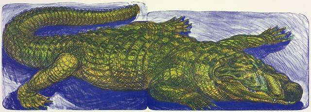 Alligator