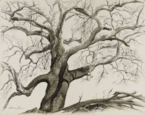 White Sycamore