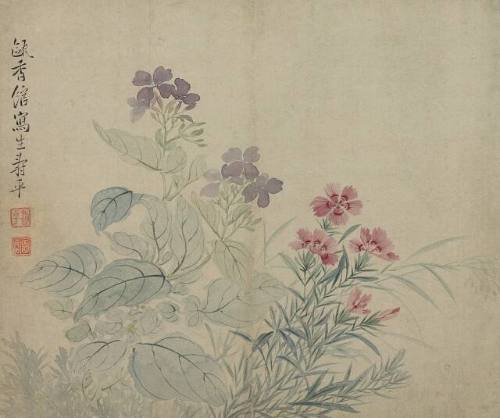 Bean-Flowers and Pinks