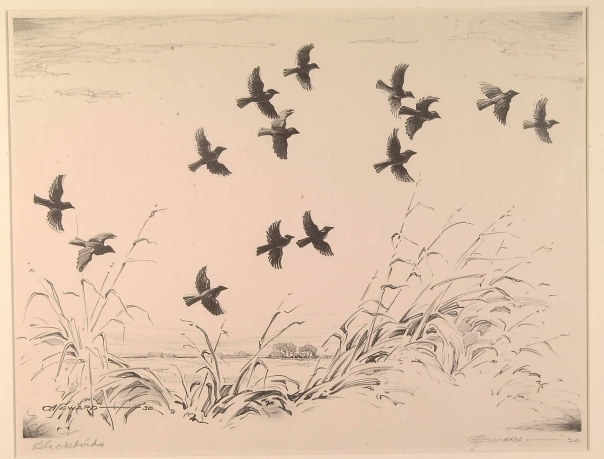 Blackbirds
