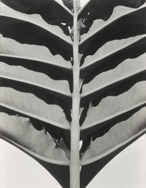 Leaf