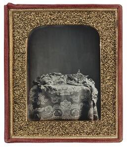 Sleeping Cat on Table