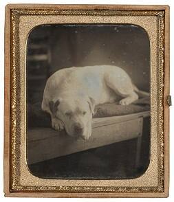 Dog on Wooden Bench