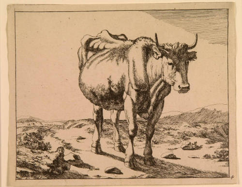 Standing Cow, Seen From the Front