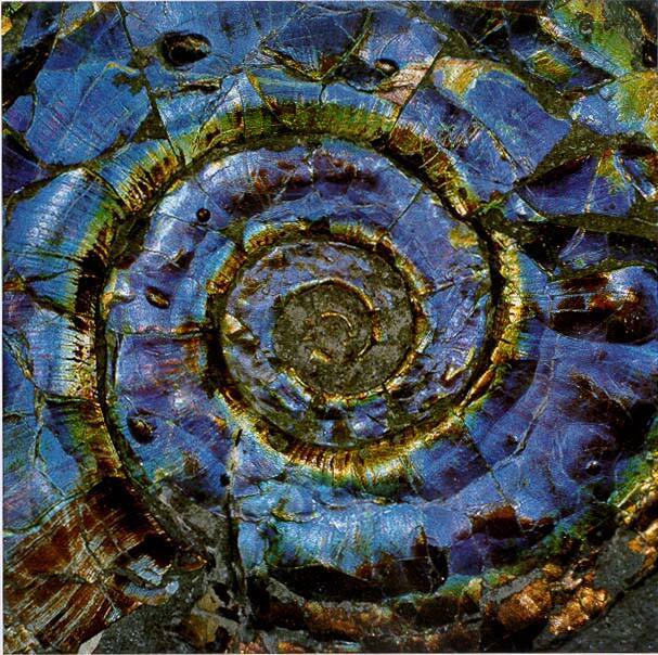 Ammonite