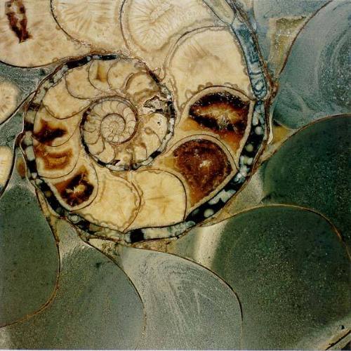 Ammonite