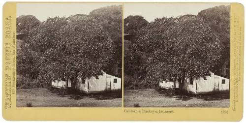 California Buckeye, Belmont