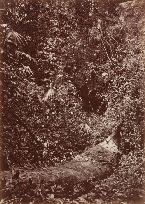 Tropical Scenery, Isthmus of Darien, Panama