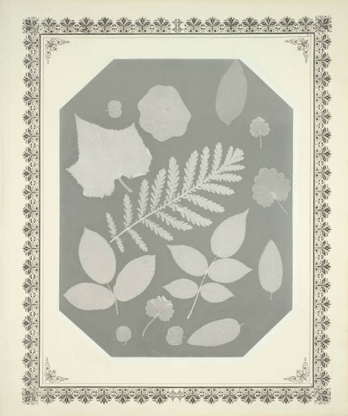 Untitled Photogram