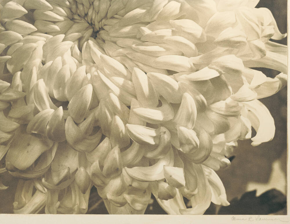 Chrysanthemum