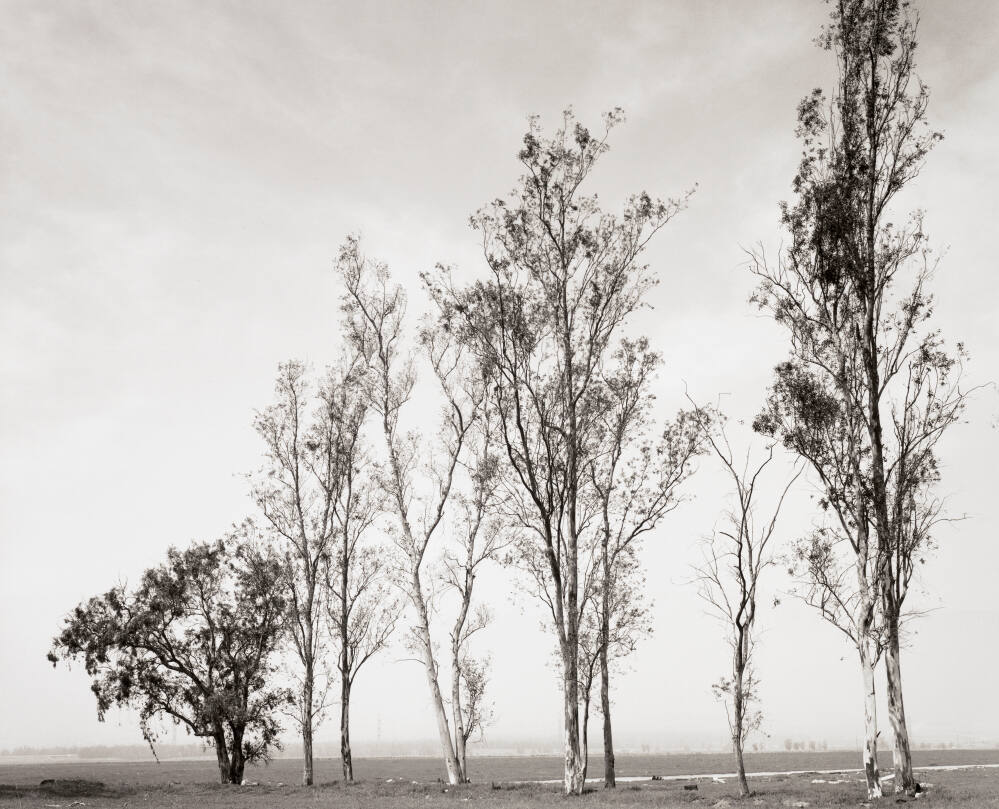 Abandoned Windbreak West of Fontana, California