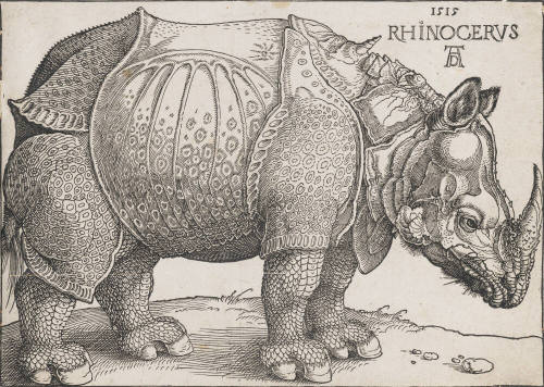 The Rhinoceros