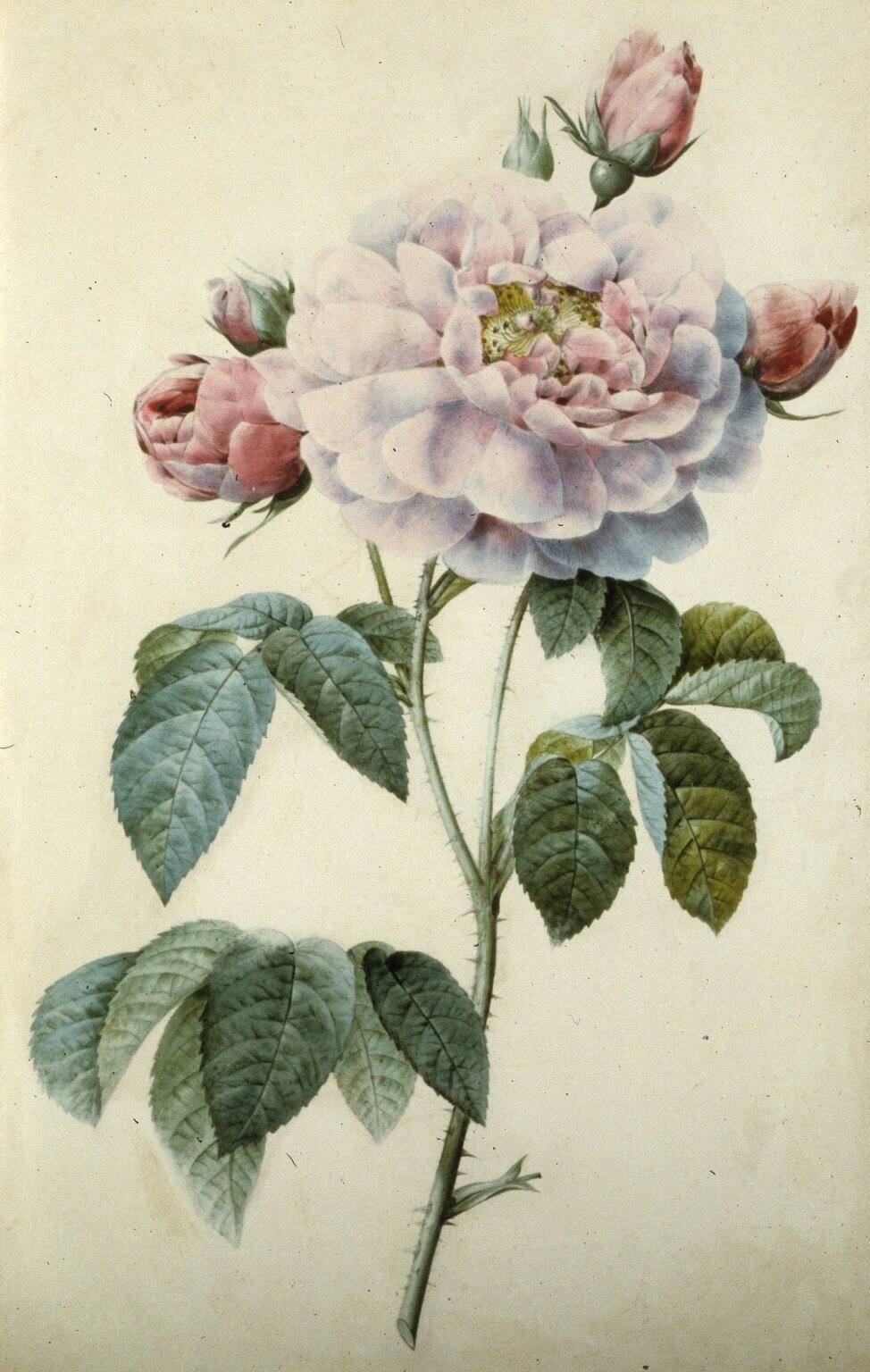 Stem of Roses