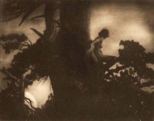 The Pine Sprite