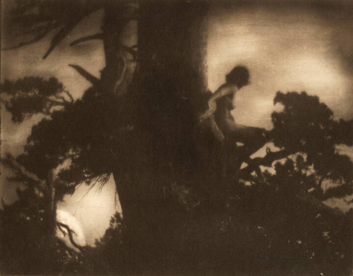 The Pine Sprite