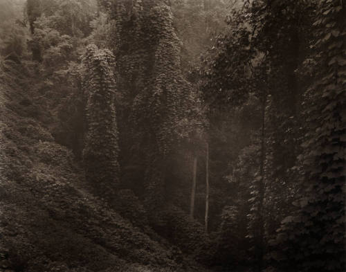 Virginia, Untitled (Virginia Kudzu)