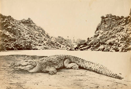 Crocodile on a Sandbank