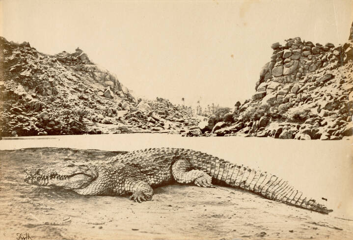 Crocodile on a Sandbank