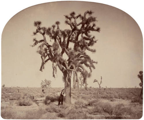 Yucca Brevifolia, Mojave Desert, California