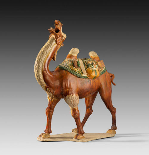 Bactrian Camel with Pack Saddle