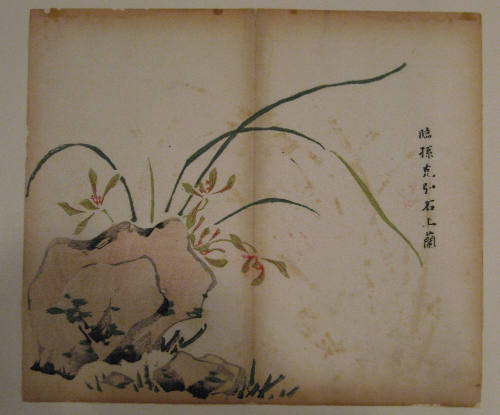 Orchids Above a Rock