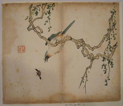 Birds on Wisteria