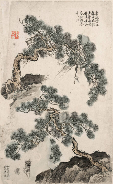 Pine Tree Studies