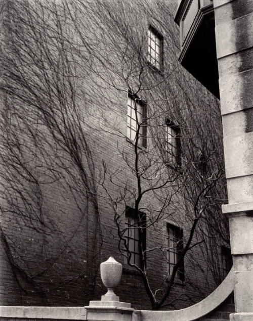 Building, Ivy, Tree, Sutton Place, New York